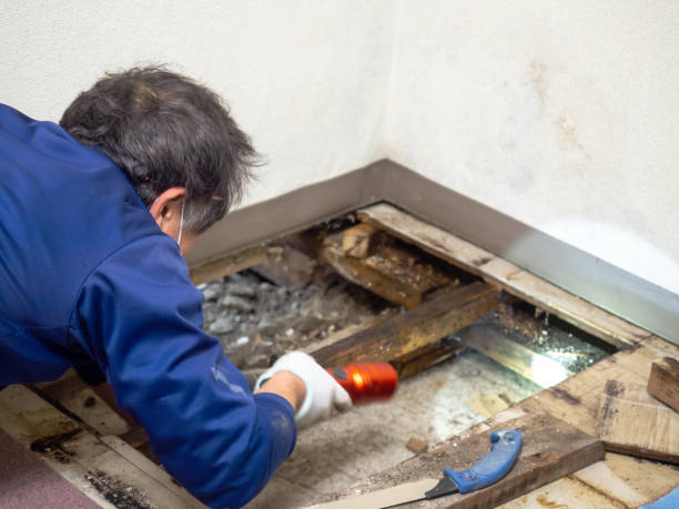 Best Toxic Mold Removal  in Hanford, CA