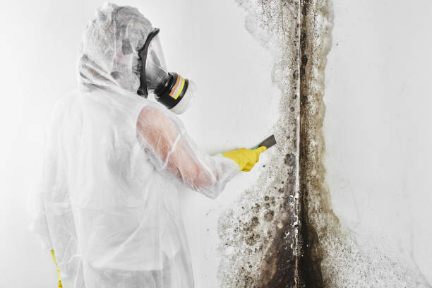 Best Mold Cleaning Services  in Hanford, CA