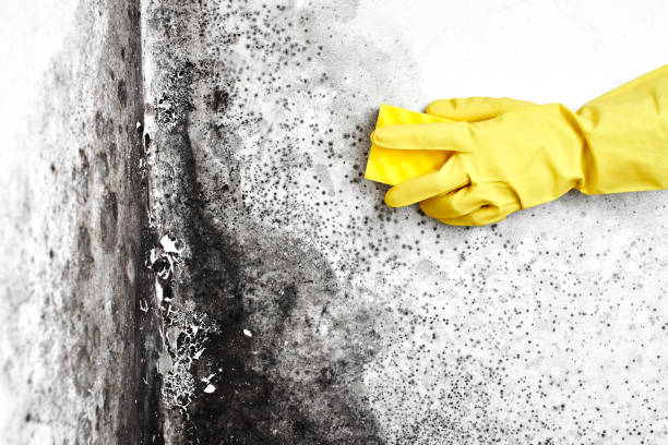 Best Mold Remediation  in Hanford, CA