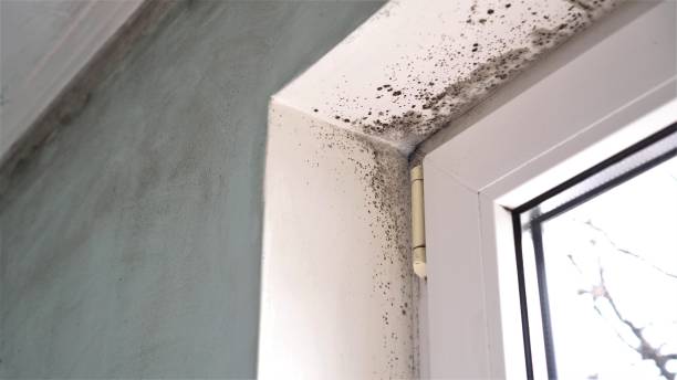Best Commercial Mold Removal  in Hanford, CA