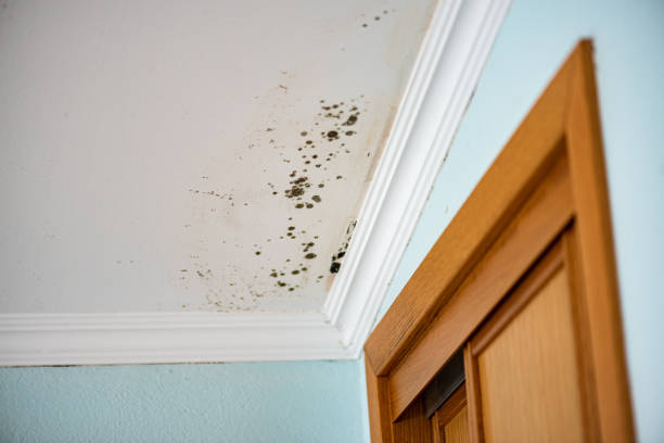 Best Mold Remediation  in Hanford, CA