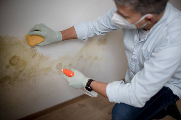 Best Residential Mold Removal  in Hanford, CA