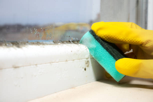 Best Mold Cleaning Services  in Hanford, CA