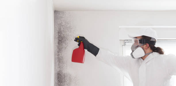 Best Black Mold Removal  in Hanford, CA