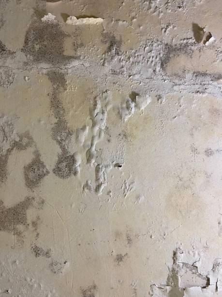 Best Mold Removal Company Near Me  in Hanford, CA