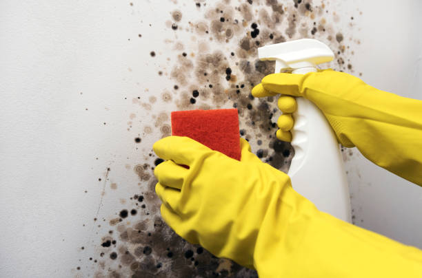 Best Mold Removal Near Me  in Hanford, CA