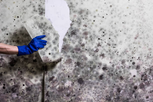Best Toxic Mold Removal  in Hanford, CA
