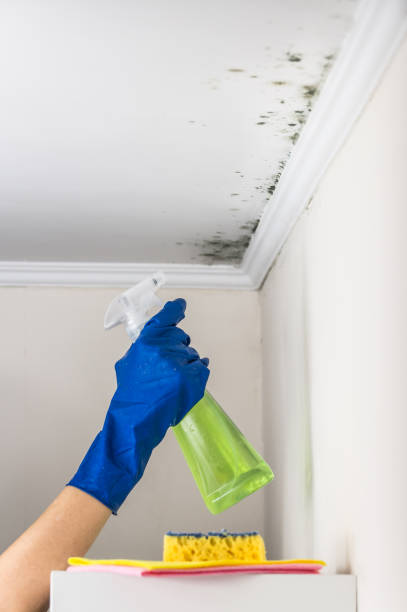 Best Best Mold Removal Companies  in Hanford, CA